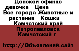 Донской сфинкс девочка › Цена ­ 15 000 - Все города Животные и растения » Кошки   . Камчатский край,Петропавловск-Камчатский г.